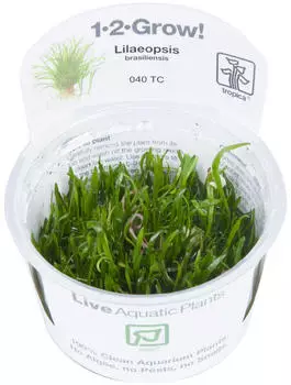 Tropica Lilaeopsis brasiliensis 1-2-Grow! InVitro