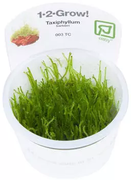 Tropica Taxiphyllum barbieri 'Boger Moss' - 1-2-Grow! InVitro