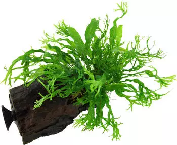 Tropica Microsorum pteropus 'Windeløv' mit Saugnapf 1 Stk