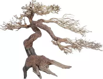 Amtra Holz Oriental WIND 5 MD