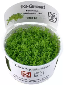 Tropica 1-2-Grow! Hemianthus callitrichoides 'Cuba'