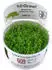 Tropica Wasserpflanzen im Becher, In-Vitro 1-2-Grow!