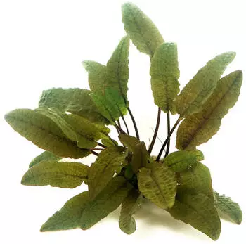Dennerle Plants Cryptocoryne wendtii 'braun' Topf