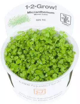 Tropica Micranthemum tweediei Monte Carlo