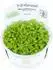 Tropica Wasserpflanzen im Becher, In-Vitro 1-2-Grow!