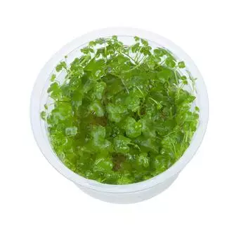 Tropica Hydrocotyle tripartita 1-2-Grow! InVitro