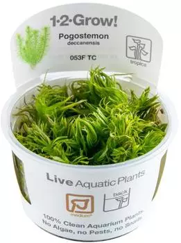 Tropica Pogostemon deccanensis 1-2-Grow! InVitro