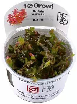 Tropica Rotala macrandra 1-2-Grow! InVitro