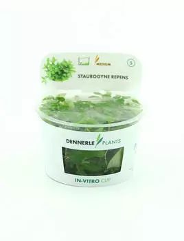 Dennerle Plants Staurogyne repens In-Vitro