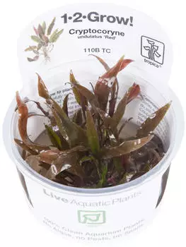 Tropica Cryptocoryne undulata "Broad Leaf" - 1-2-Grow! InVitro