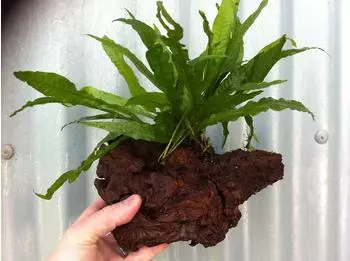 Dennerle Plants Microsorum pteropus Topf XXL
