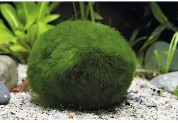 Dennerle Plants Bio-Decoration Moosb&auml;lle