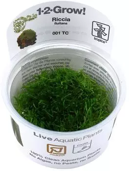 Tropica Riccia fluitans 1-2-Grow! InVitro