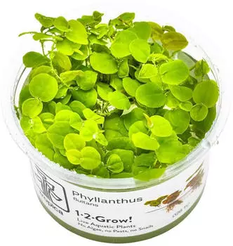 Tropica Schwimmpflanze Phyllanthus fluitans