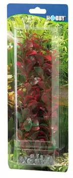 Hobby Plant Ludwigia Aquarieneinrichtung 60 Centimeter