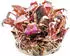 Dennerle Plants Alternanthera reineckii 'Mini' In-Vitro
