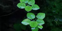 Dennerle Plants Aquariumpflanze Limnobium Laevigatum In-Vitro
