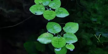 Tropica Schwimmpflanze Limnobium laevigatum