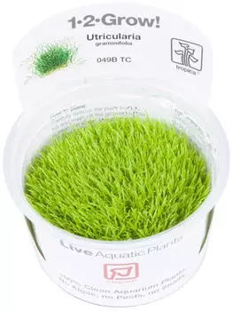 Tropica Utricularia graminifolia 1-2-Grow! InVitro