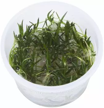 Tropica Littorella uniflora 1-2-Grow! InVitro
