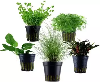 Dehner Aqua Aquarienpflanzen-Set Vordergrundbepflanzung 201, 5-teilig