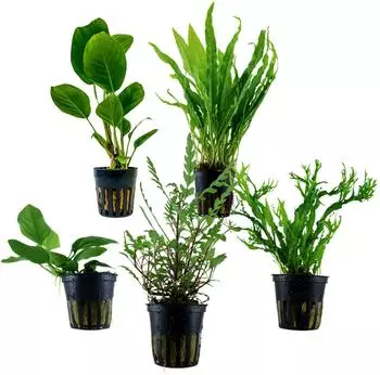 Dehner Aqua Aquarienpflanzen-Set bunter Topf 217, 5-teilig