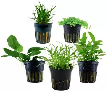 Dehner Aqua Aquarienpflanzen-Set Vordergrundbepflanzung 203, 5-teilig