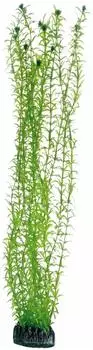 Hobby Plant Lagarosiphon Aquarieneinrichtung 60 Centimeter