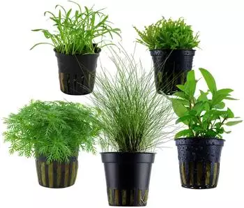 Dehner Aqua Aquarienpflanzen-Set Vordergrundbepflanzung 202, 5-teilig