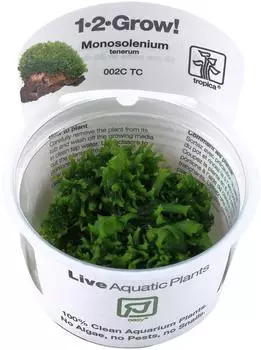 Tropica Monosolenium tenerum 1-2-Grow! InVitro