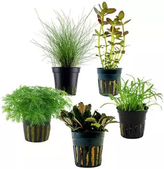 Dehner Aqua Aquarienpflanzen-Set Einsteiger 220, 5-teilig