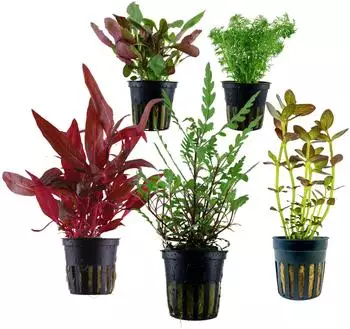 Dehner Aqua Aquarienpflanzen-Set Mittelgrundbepflanzung 204, 5-teilig