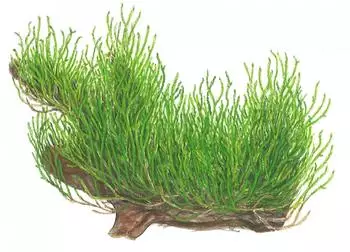 Tropica Taxiphyllum sp. 'Flame Moss' - 1-2-Grow! InVitro