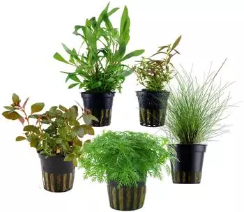 Dehner Aqua Aquarienpflanzen-Set Einsteiger, 210 5-teilig