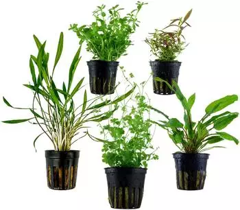 Dehner Aqua Aquarienpflanzen-Set Mittelgrundbepflanzung 205, 5-teilig