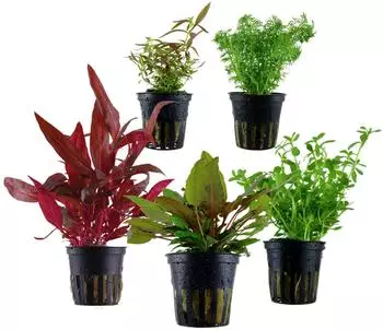 Dehner Aqua Aquarienpflanzen-Set Mittelgrundbepflanzung 206, 5-teilig