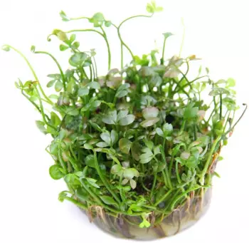 Dennerle Plants Marsilea hirsuta In-Vitro