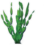 Hobby Vallisneria 34cm