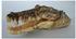 Zooplus Krokodil-Kopf 15x6x5cm