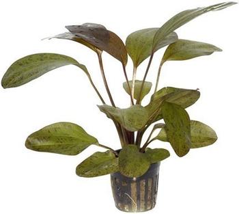Tropica Echinodorus 'Ozelot' (im Topf)