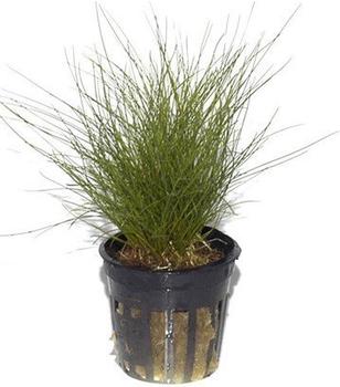 Tropica Eleocharis parvula (im Topf)