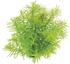 Dennerle In-Vitro Plants - Didiplis diandra