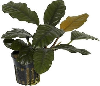 Tropica Anubias barteri coffeefolia 101G Topf