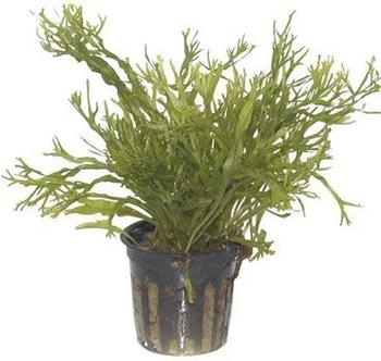 Tropica Microsorum pteropus 'Windeløv' 008B Topf