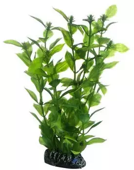 Hobby Hygrophila SB 20 cm