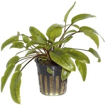 Tropica Cryptocoryne wendtii Green (im Topf)