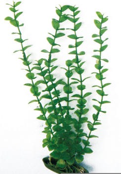 Amtra Kunststoff Aquariumpflanze Rotala 18cm