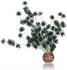schwarz (55065): biOrb Bonsai Ball