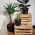 Creative Deco Holzkiste mit Deckel, geflammt, 40x30x22cm (JAN-CD-KUFER-OPALANY-40x30x22)
