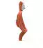 Matchstick Monkey Beißring Tiermotive Fuchs Fudge